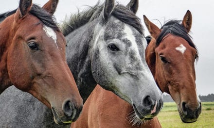 Equine Therapy Info and Forms