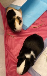 Counseling Center Guinea Pigs